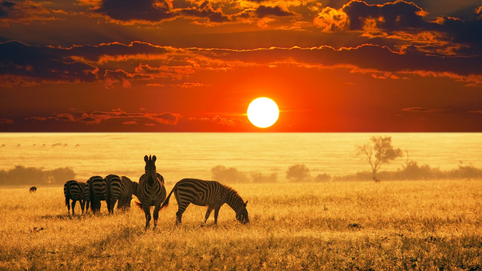  Masai_mara